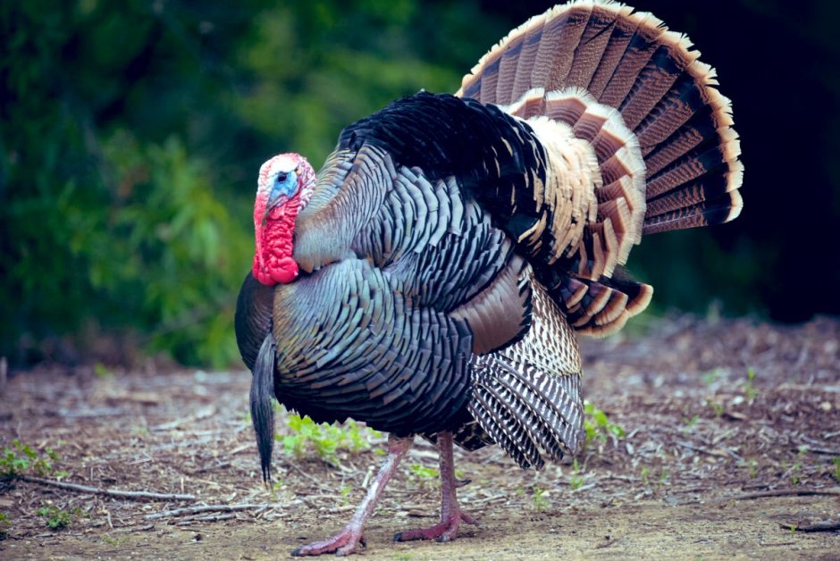 Wild Turkey индюк