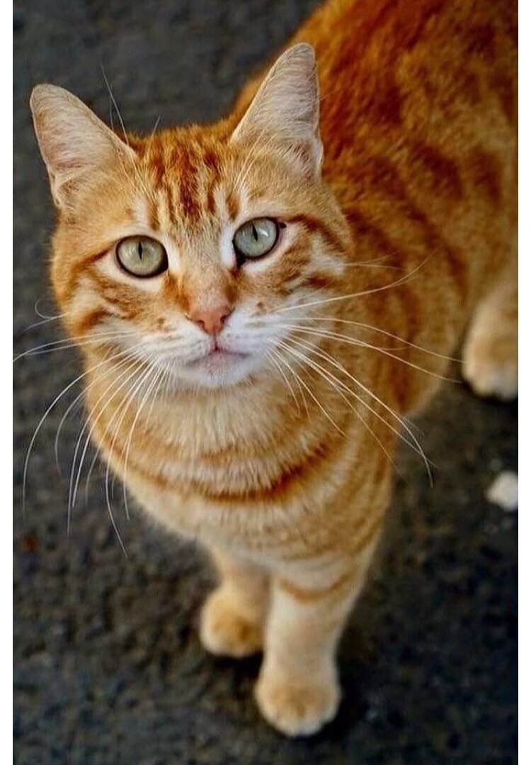 Сибирский гладкошерстный рыжий кот