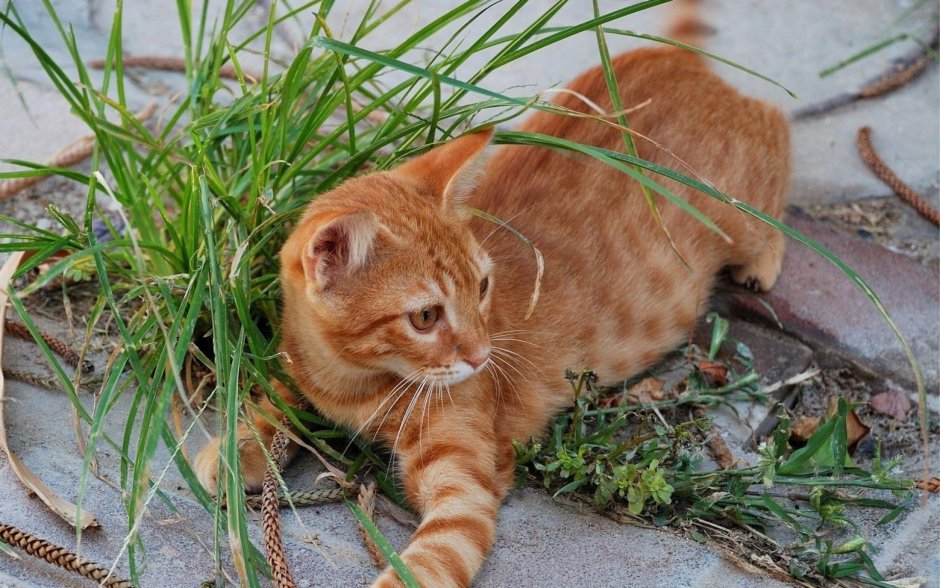 Рыжий пятнистый кот