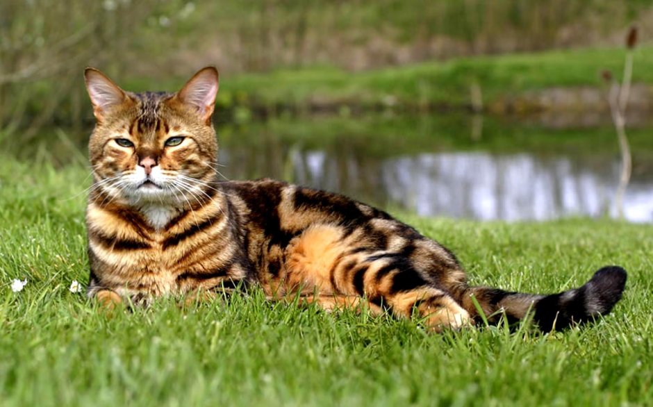 Бенгальский кот полосатый