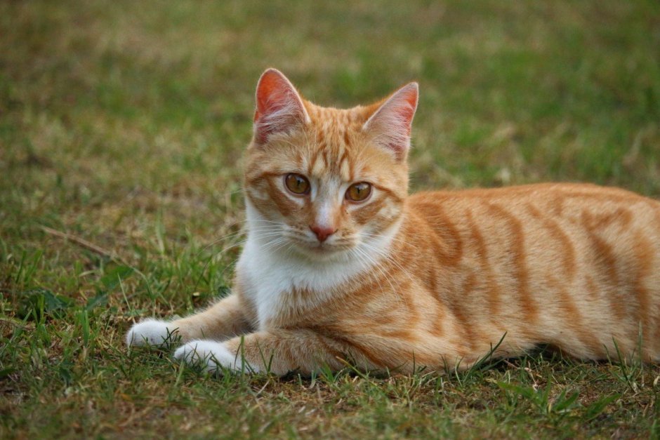 Бенгальская короткошерстная кошка рыжая