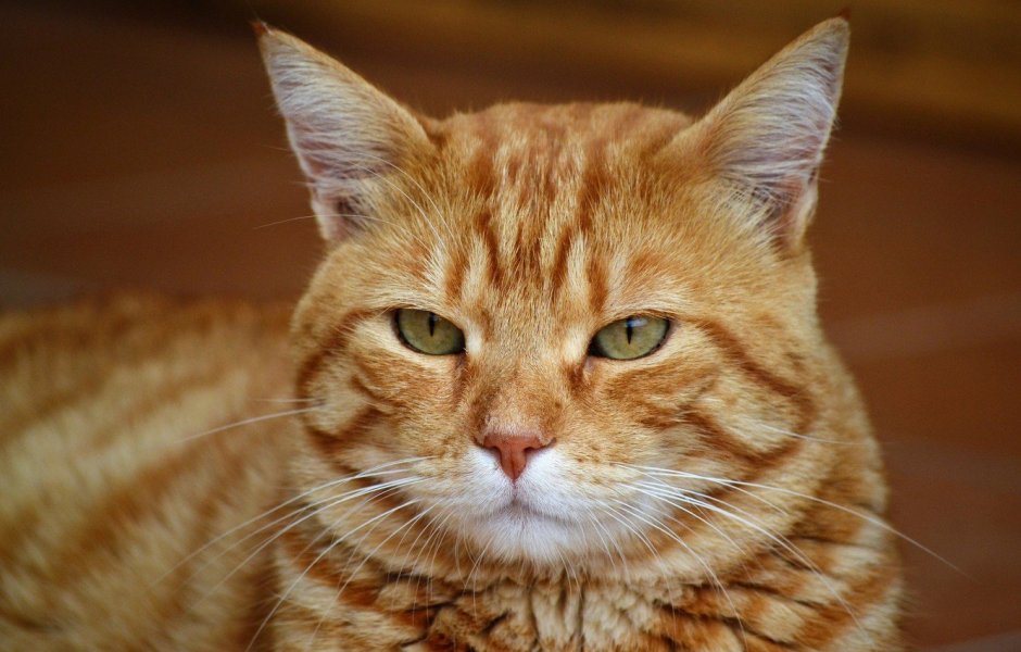 Рыжий полосатый кот порода