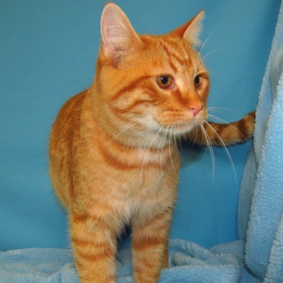Европейская короткошерстная табби рыжий