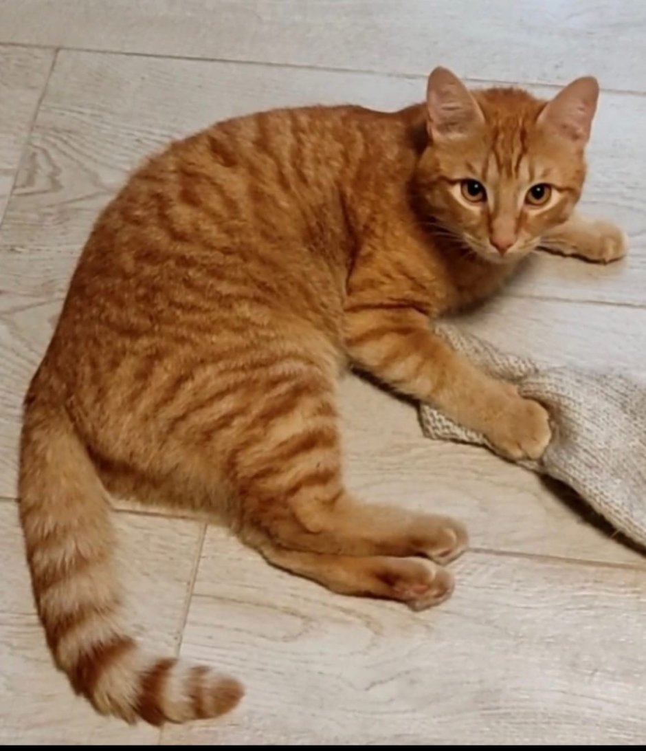 Кот Батоша Орел