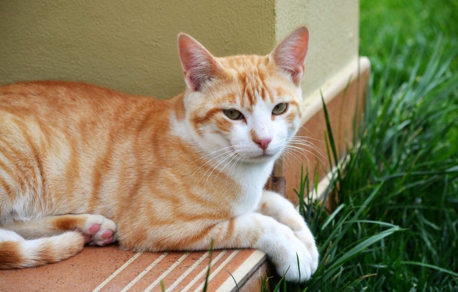 Рыжий полосатый Оцикет