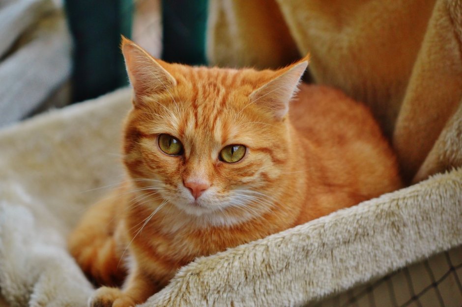 Тигровый макрелевый табби рыжий