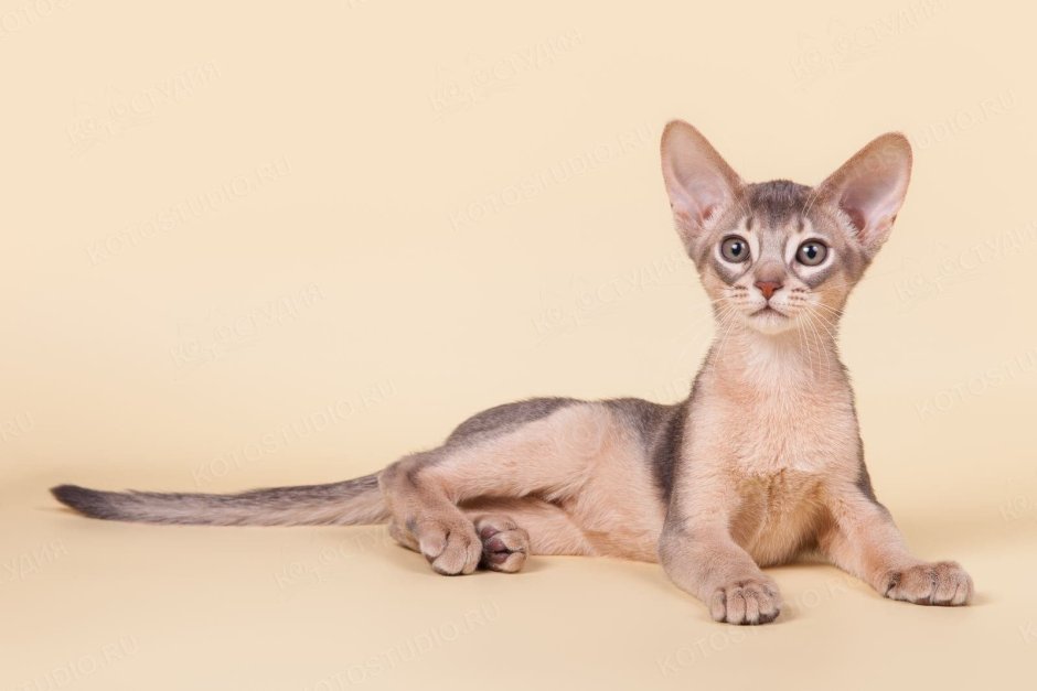 Абиссинская кошка