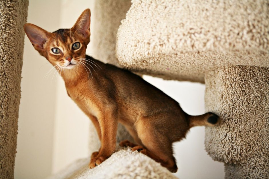 Абиссинская кошка