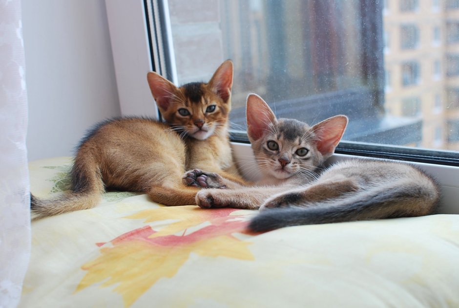 Абиссинская кошка котёнок голубой