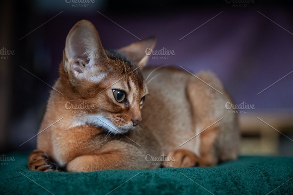 Абиссинская кошка лежит