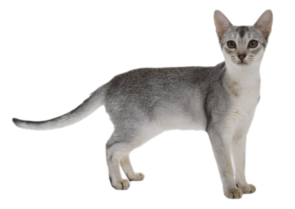 Серебристая Абиссинская кошка