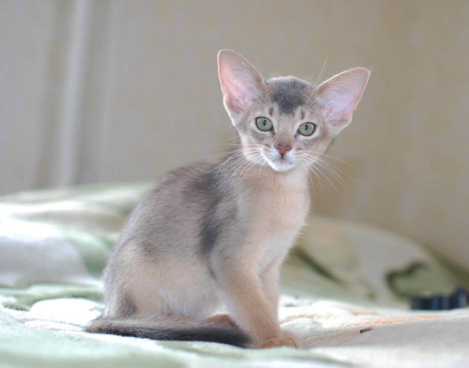 Абиссинская кошка голубая