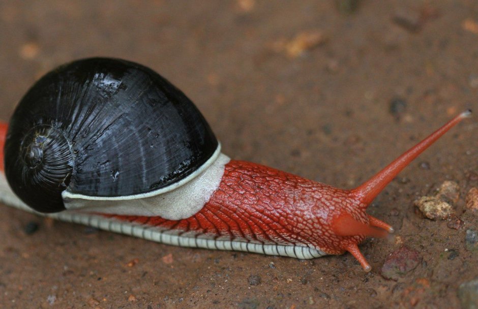 Улитка Cerithiidae