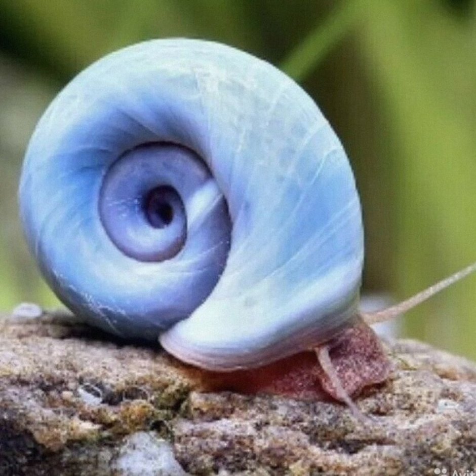 Ramshorn Snail улитка катушка