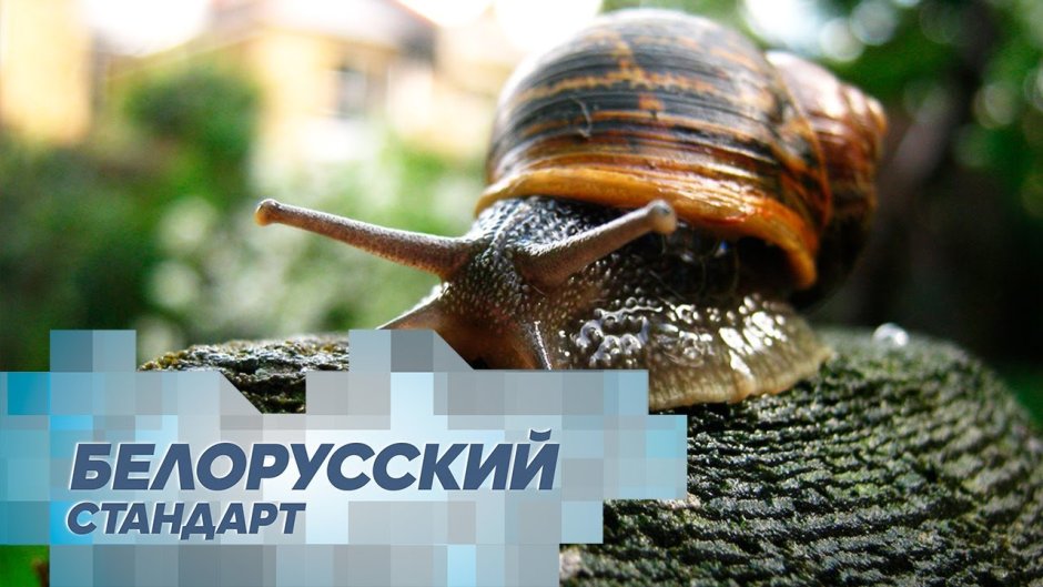Ахатина гигантская улитка