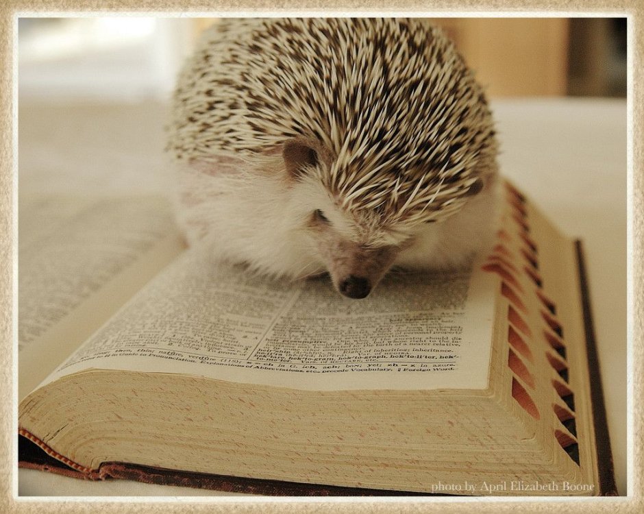 Книга животные