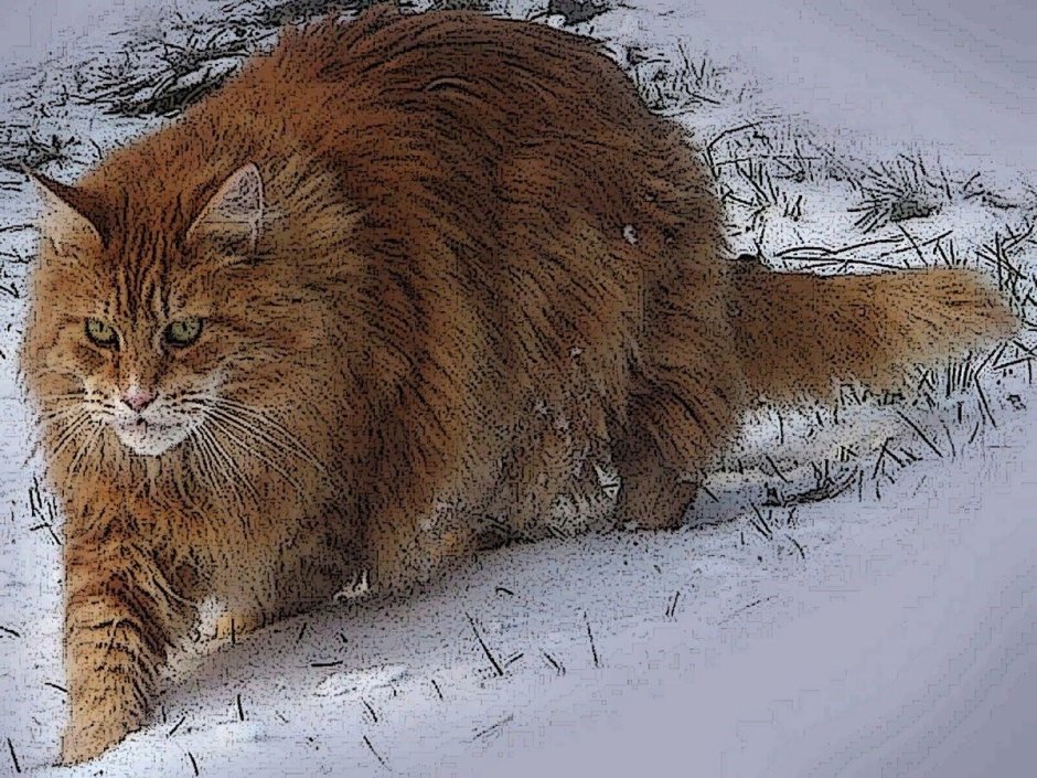 Рыжий Мейн кун в снегу