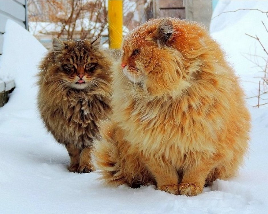 Коты Аллы Лебедевой Кошляндия