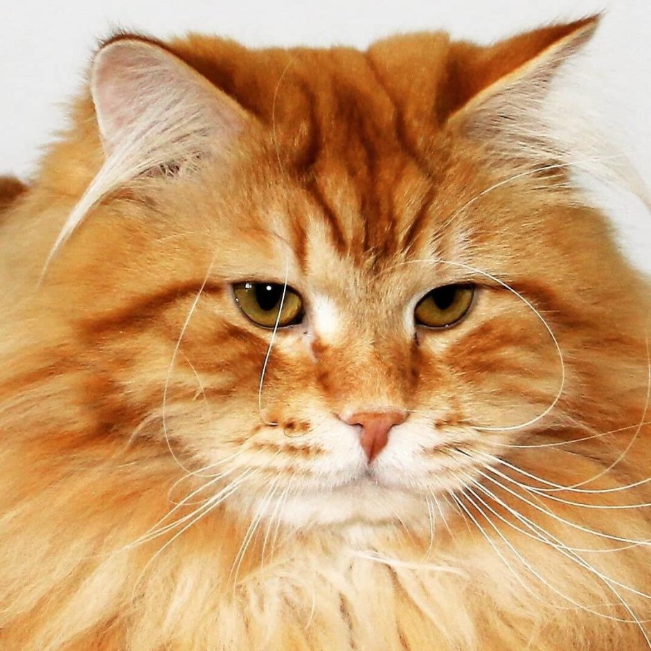Сибирская кошка палевая