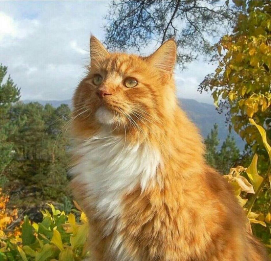 Норвежский Лесной кот рыжий
