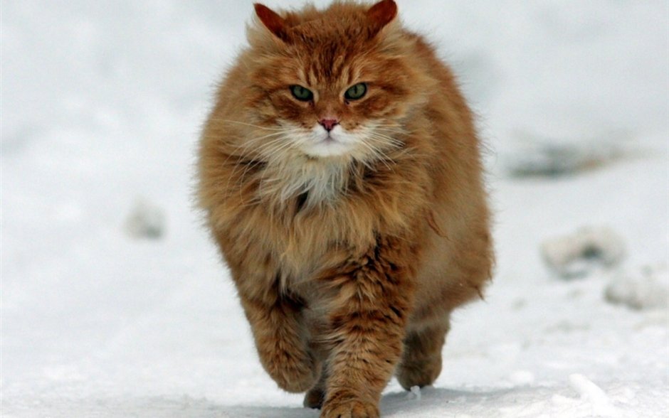 Сибирские кошки зимой рыжие