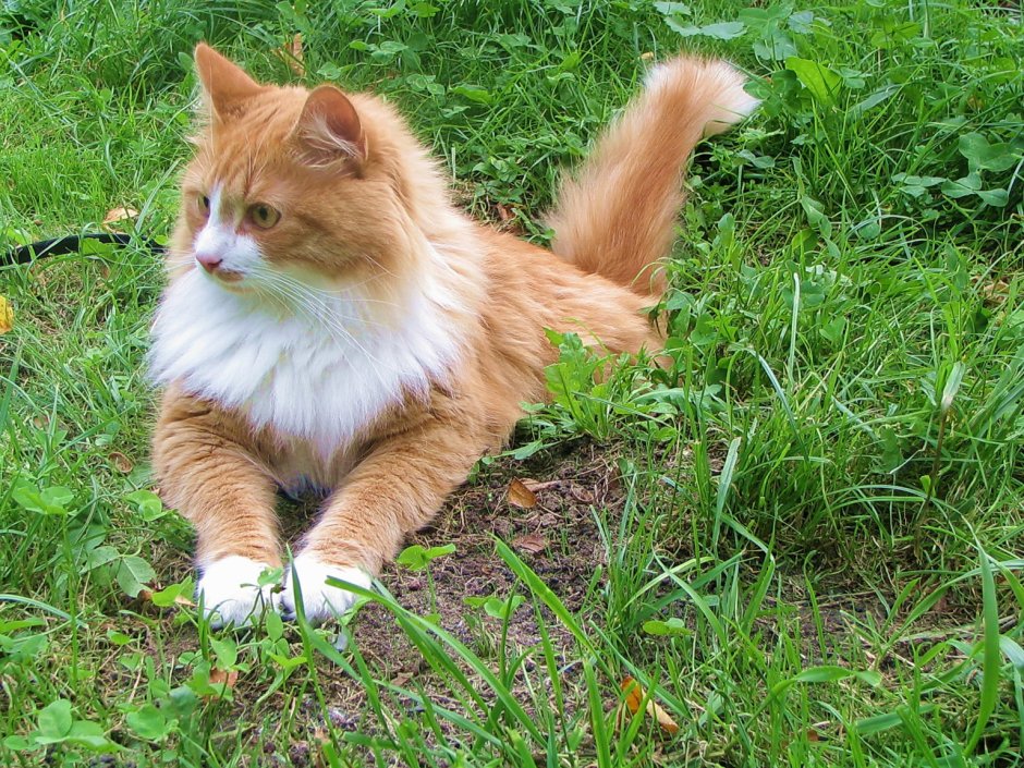 Сибирские коты рыжие