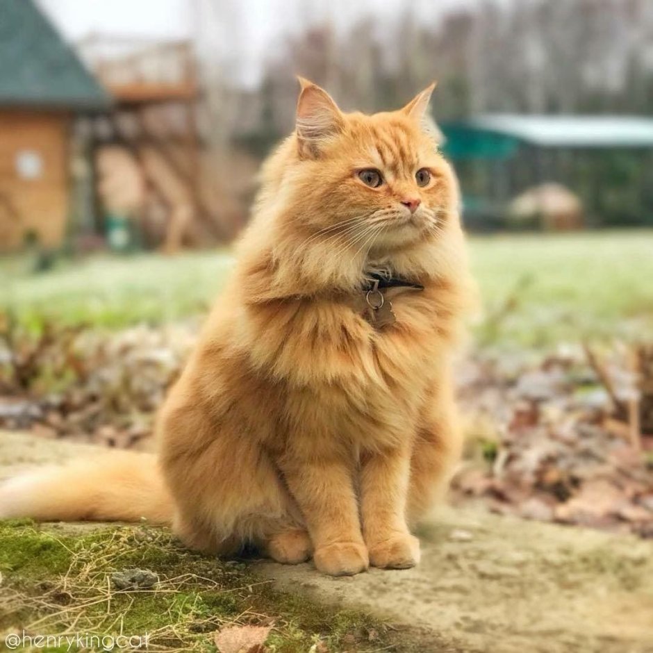 Рыжий длинношерстный Сибирский кот