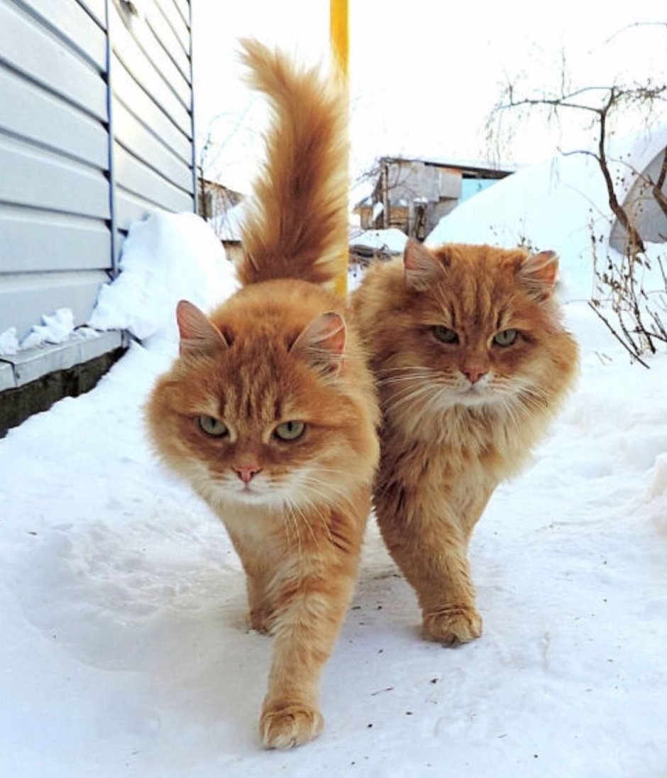 Сибирские коты рыжие