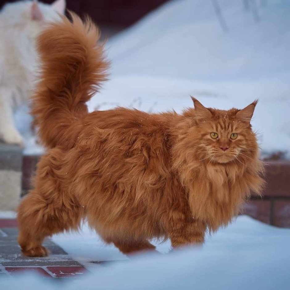 Сибирская кошка рыжая