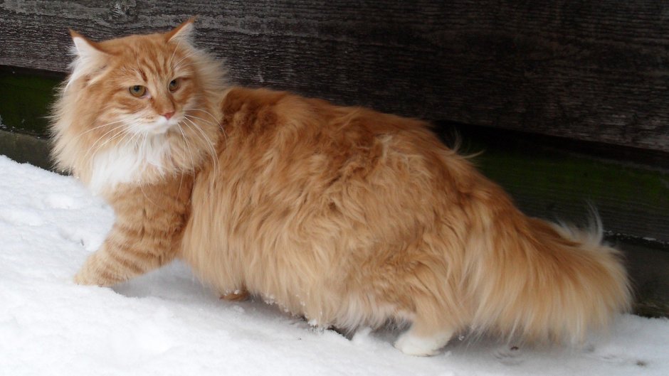 Сибирские коты рыжие