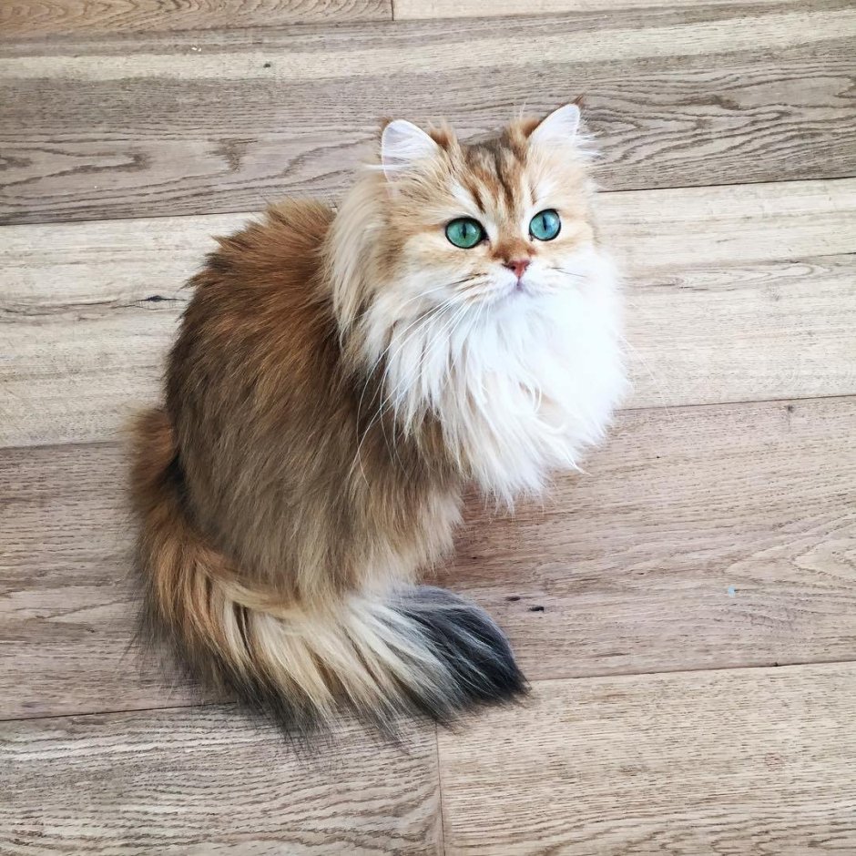 Сибирская длинношерстная кошка