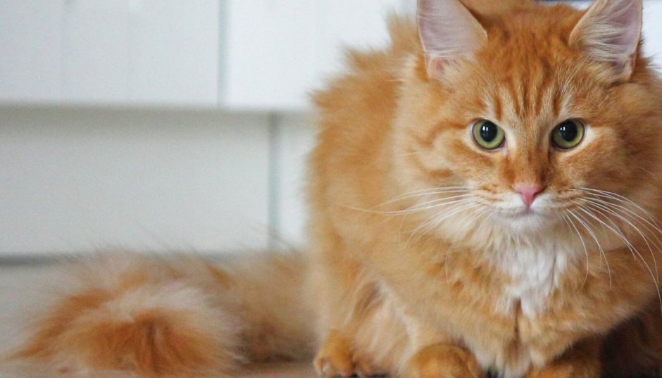 Рыжий длинношерстный Сибирский кот