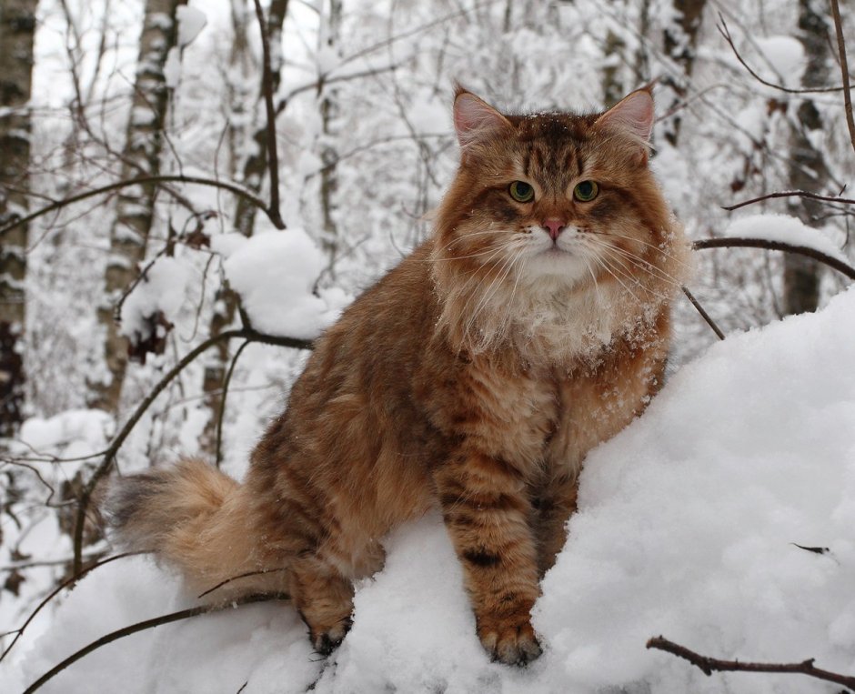 Лесной кот