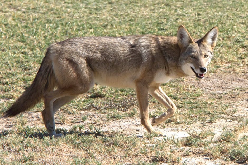 Луговой волк canis Latrans