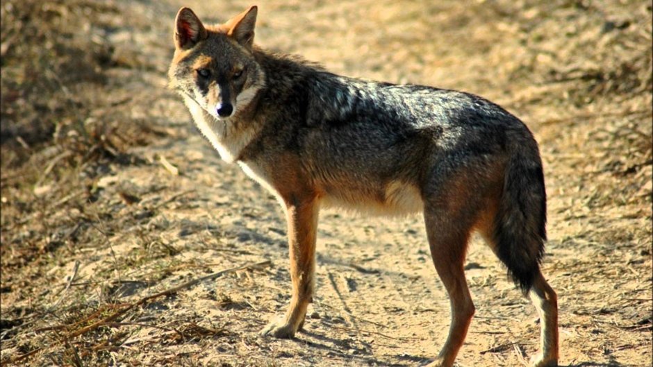 Обыкновенный Шакал (canis aureus)
