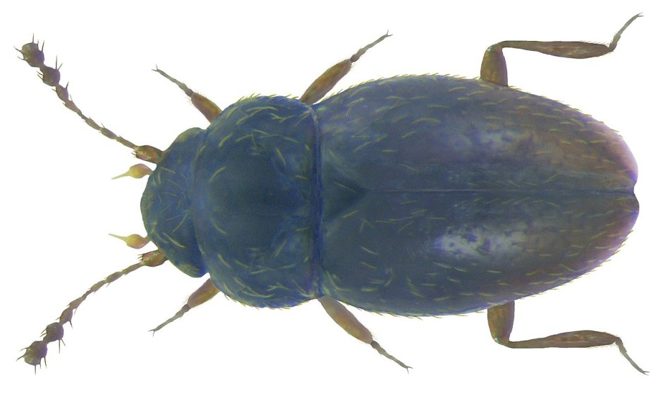 Жук-ПЕРИСТОКРЫЛКА из семейства Ptiliidae