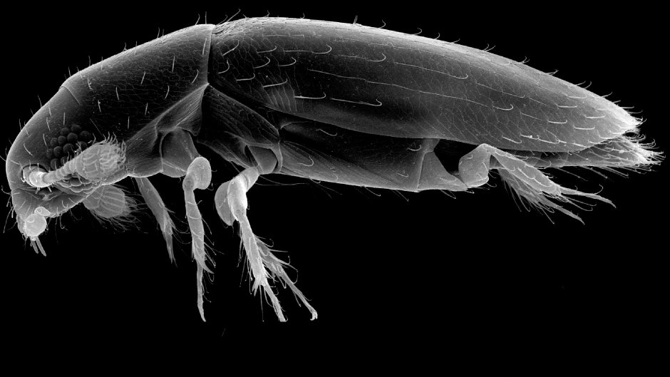 Scydosella musawasensis