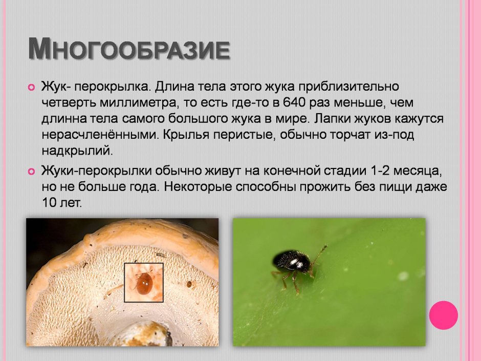 Строение жука долгоносика