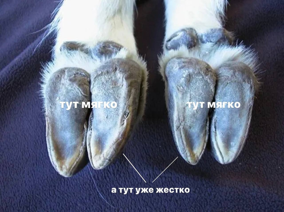 Строение копыт горных Козлов