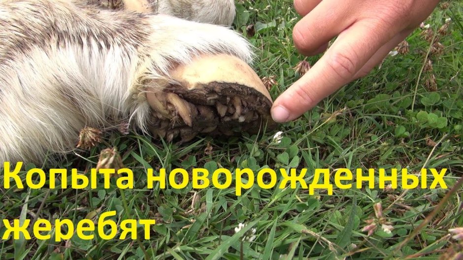 Копыиа новопржденых дернбят