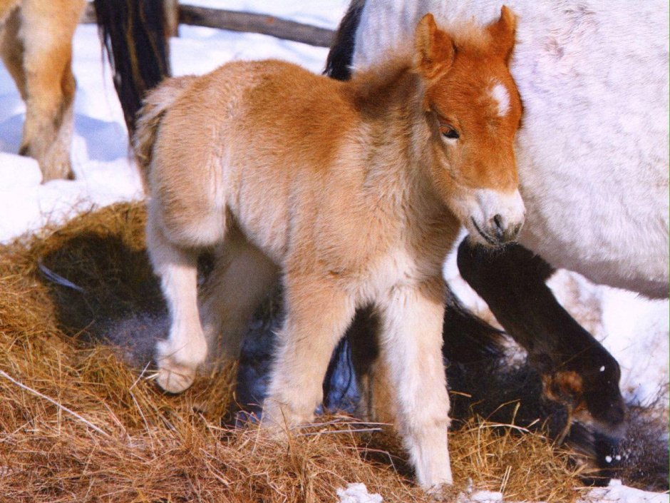 Аборигенная Якутская лошадь