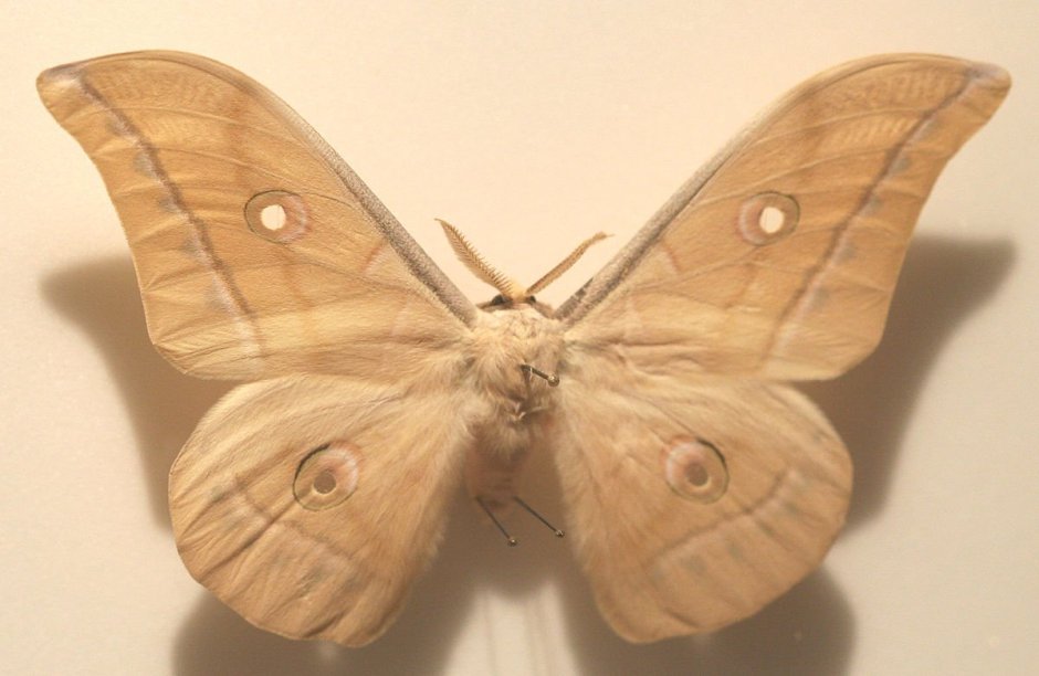 Antheraea pernyi