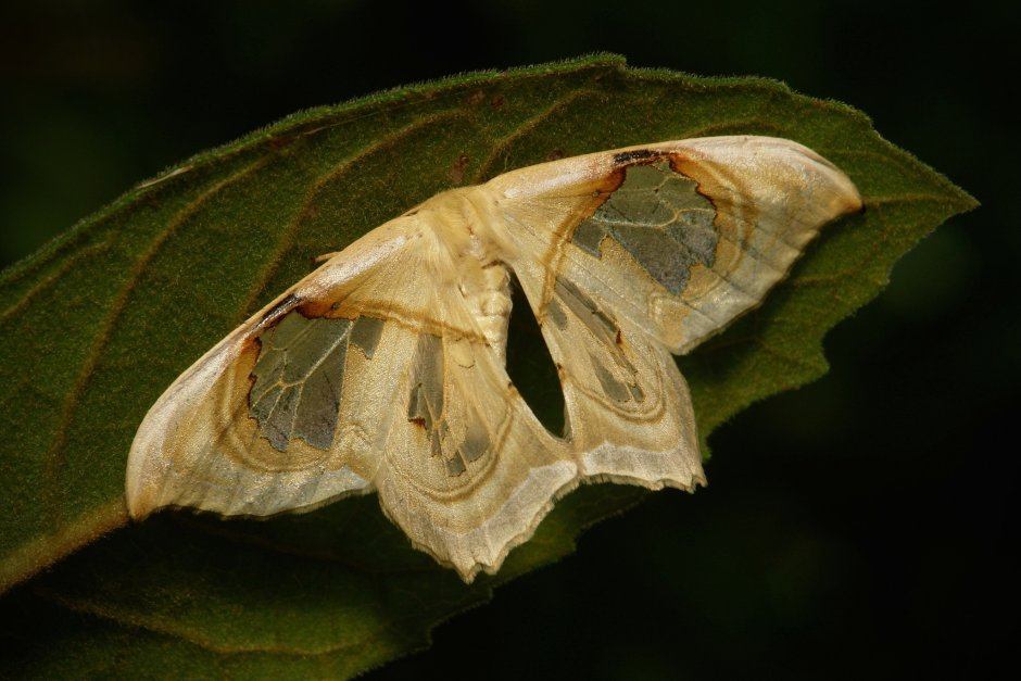 Павлиноглазка Dryocampa rubicunda