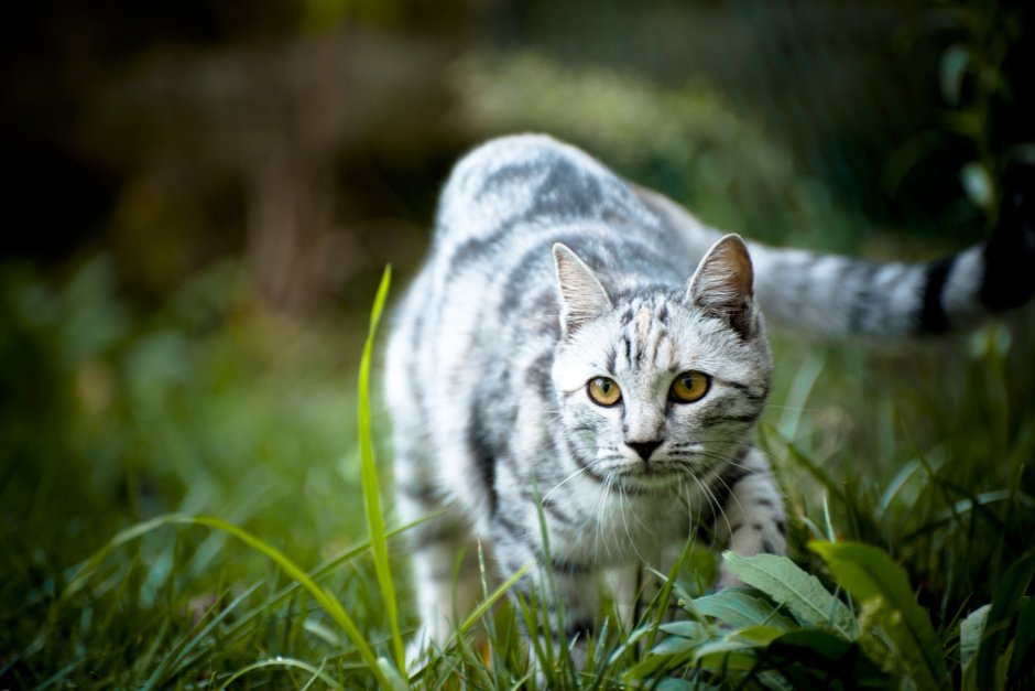 Серая полосатая кошка
