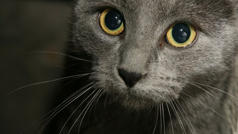 Кошка серая