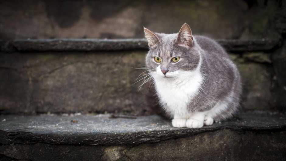Серая уличная кошка