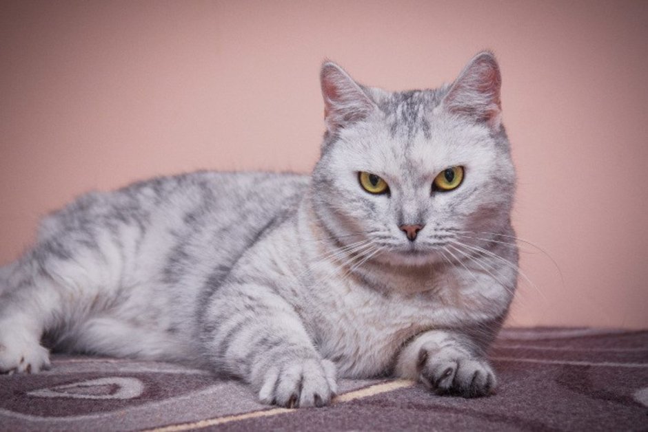 Серебристая кошка