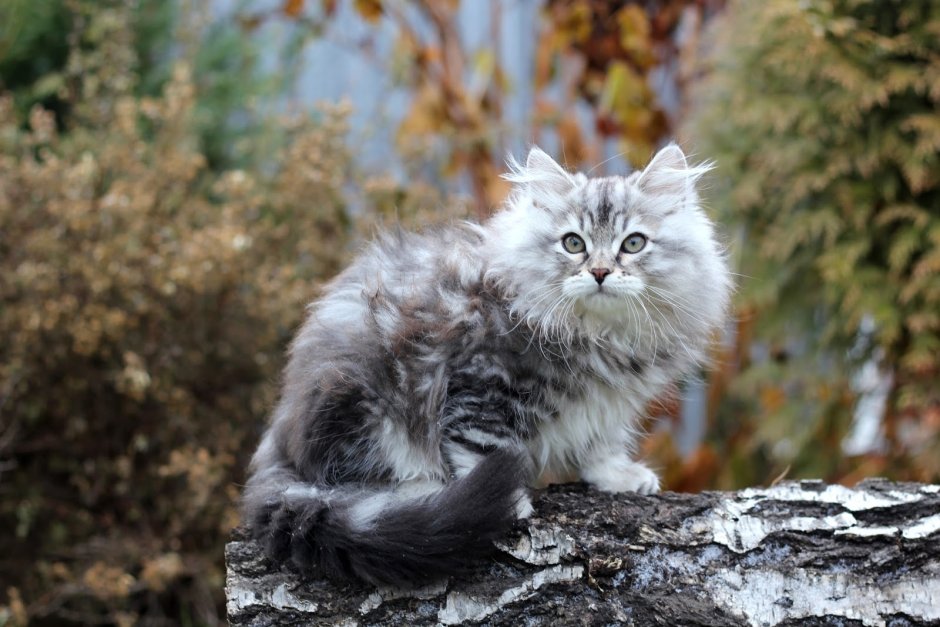 Сибирская длинношерстная кошка
