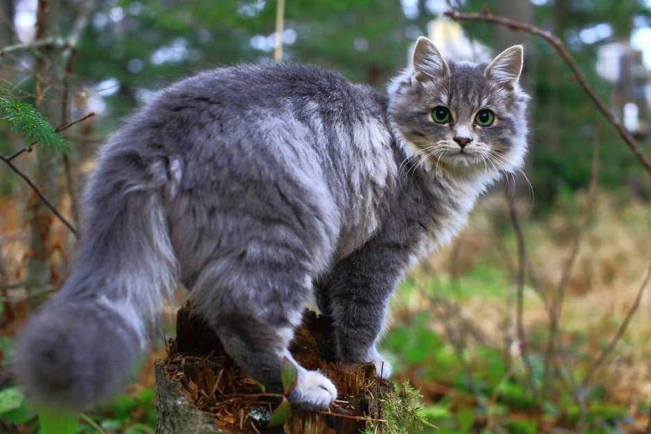 Коты Воители в реальной жизни