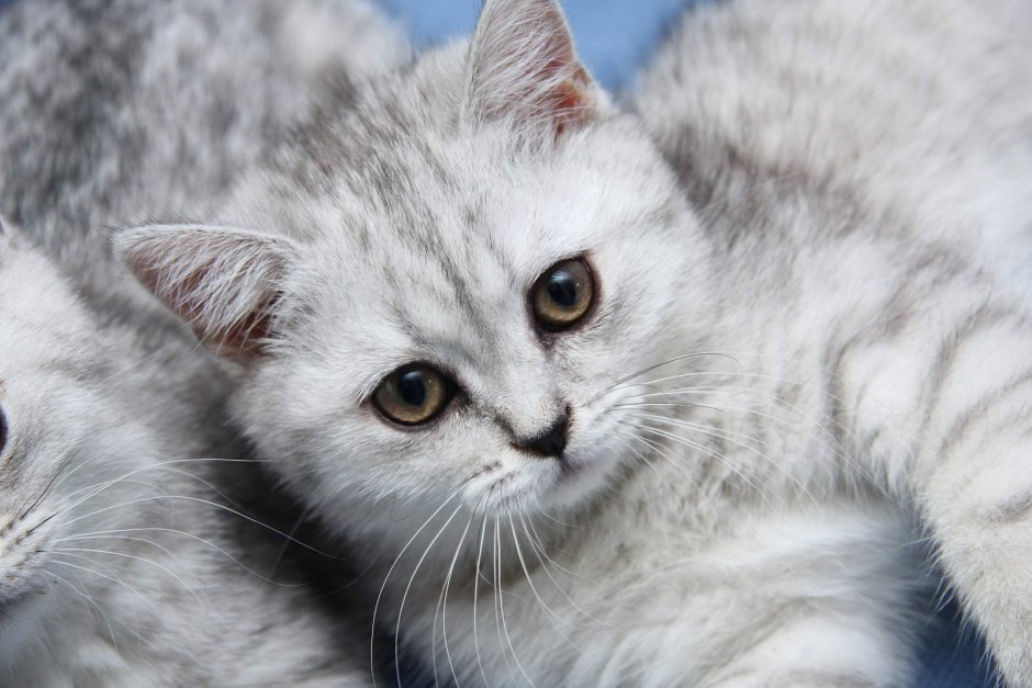 Светло серая кошка